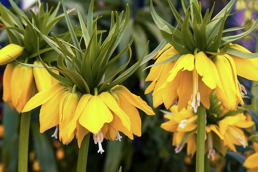 Fritillaria Imperialis 'lutea' Photograph by Adrian Thomas/science ...