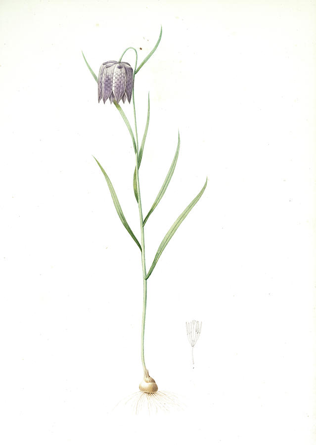 Fritillaria Meleagris, Fritillaire Pintade Snakehead Drawing by ...