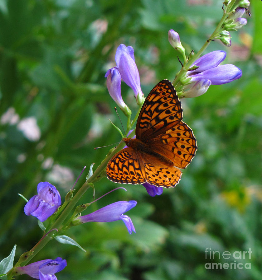 Fritillary Butterfly Photograph by Carol Milisen