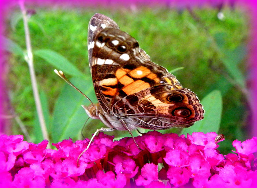Fritillary Butterfly  Photograph by Kim Galluzzo Wozniak