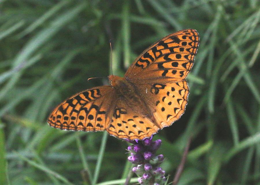 Fritillary Butterfly Photograph by Lucinda VanVleck
