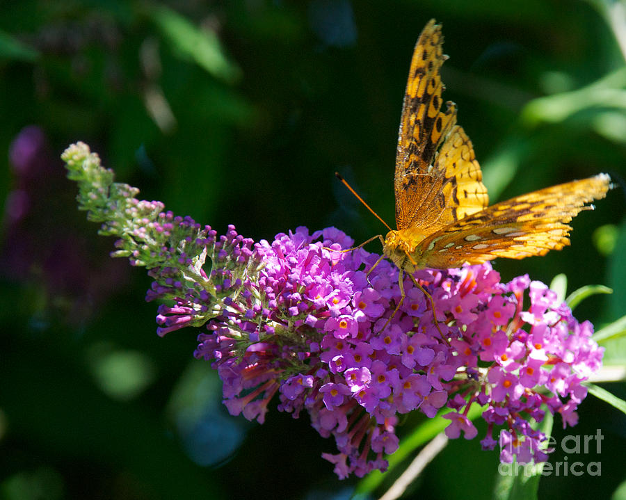 Fritillary Butterfly  Photograph by Mark Dodd