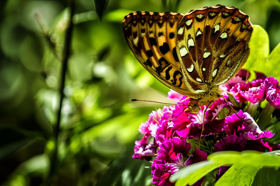 Fritillary Butterfly on a Pink Bloom Photograph by Belinda Greb