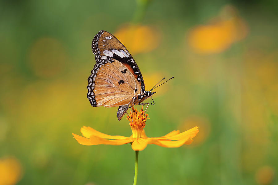Fritillary Butterfly On An Orange Photograph by Enviromantic