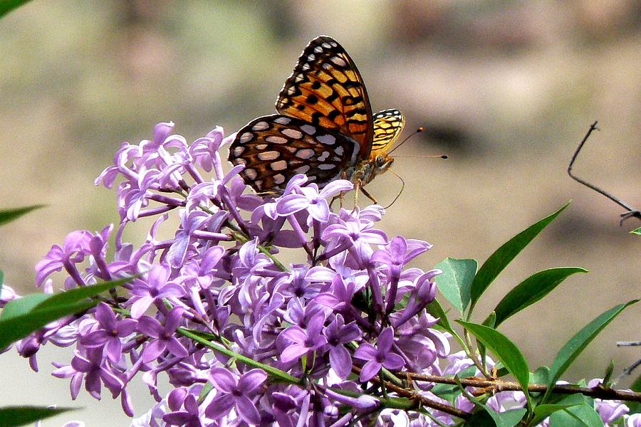Fritillary Butterfly on Lilac Photograph by Marilyn Burton