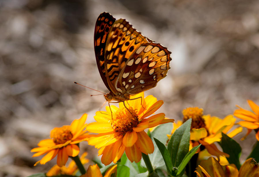 Butterfly Photograph - Fritillary Feeding by Douglas Barnett