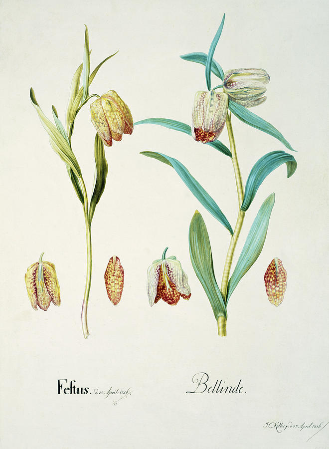 Nature Photograph - Fritillary Flowers by Natural History Museum, London/science Photo Library