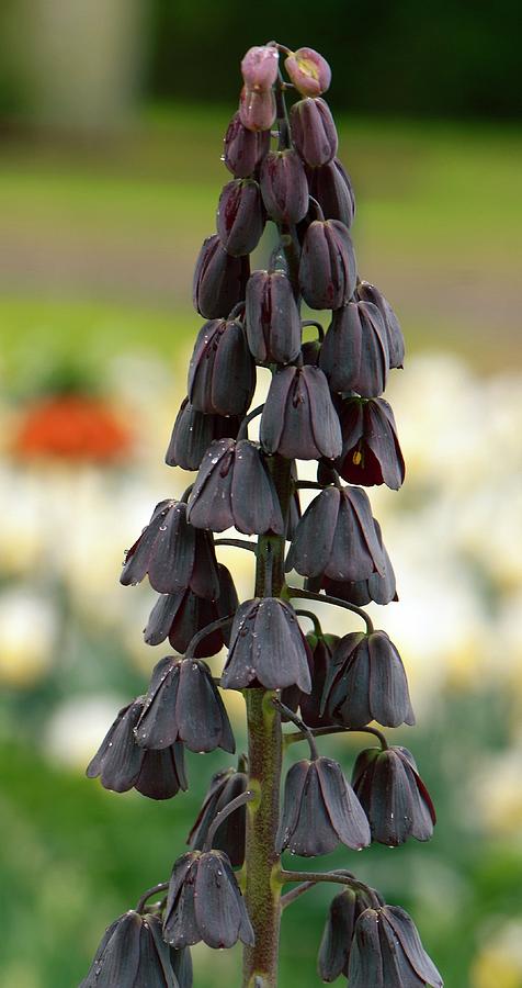 Fritillary (fritillaria Persica) Photograph by Adrian Thomas/science ...