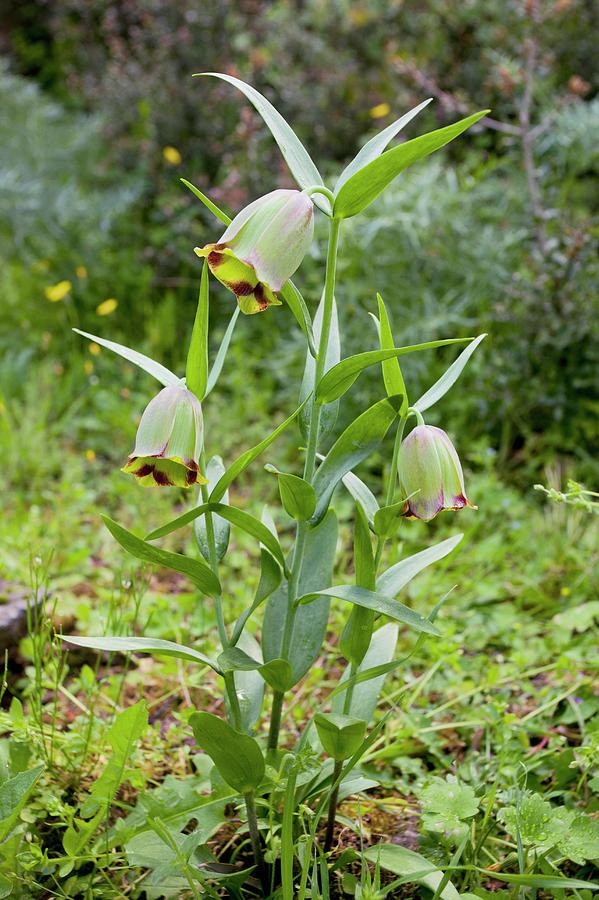 TÌNH YÊU CÂY CỎ ĐV 9 - Page 78 Fritillary-fritillaria-theophrasti-bob-gibbonsscience-photo-library