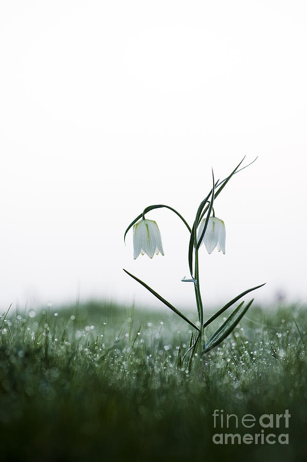 Fritillary in the Mist Photograph by Tim Gainey