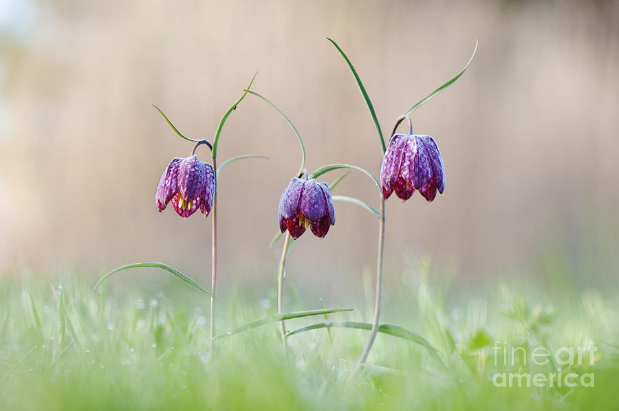 Fritillary Morning Photograph by Tim Gainey