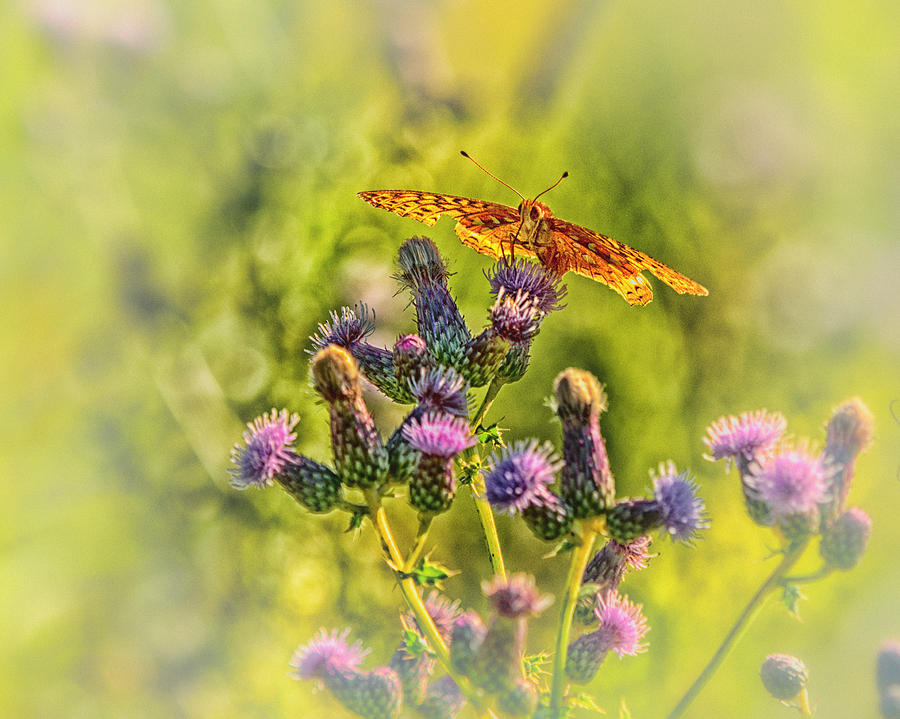 Butterfly Photograph - Fritillary on Thistle by Sue Capuano