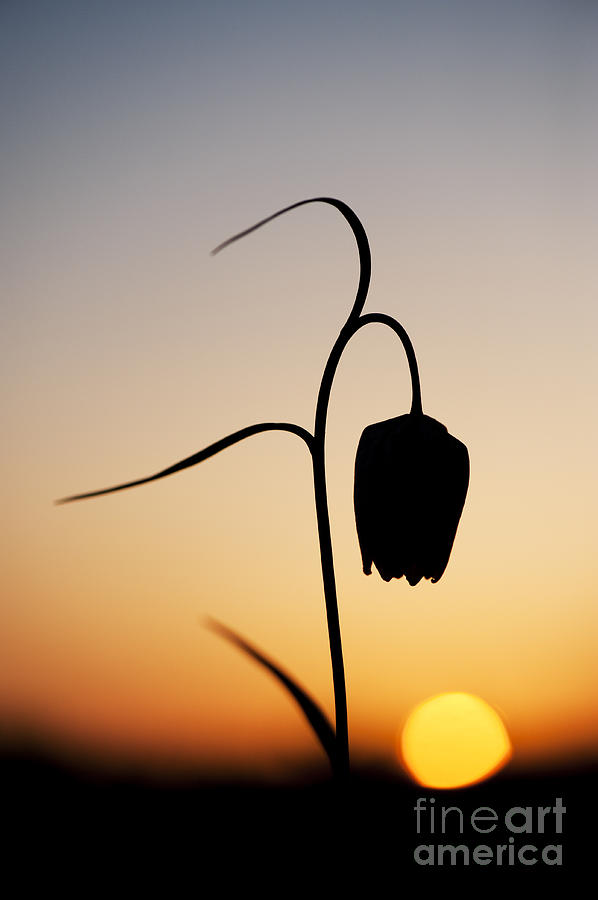 Fritillary Sunset Photograph by Tim Gainey
