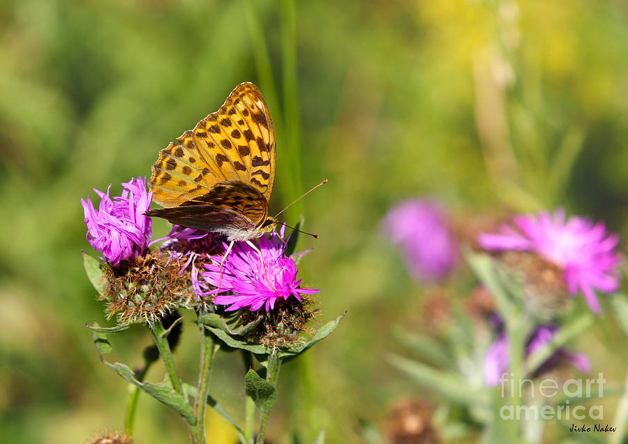 Frittilary Butterfly on Flowering Thistle Photograph by Jivko Nakev