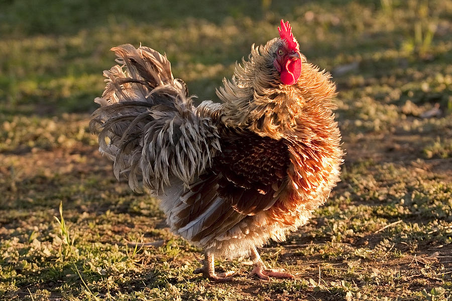 Frizzle Rooster Photograph by Michelle Wrighton