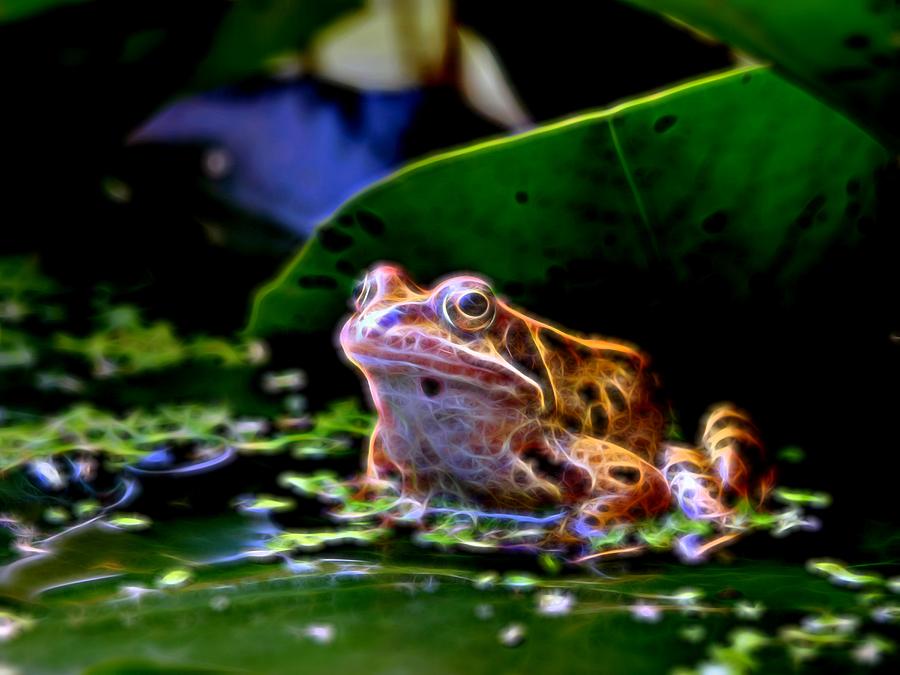 Frog 2 Photograph by Ron Harpham