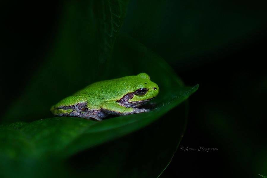 Frog 3 Photograph by Steven Clipperton