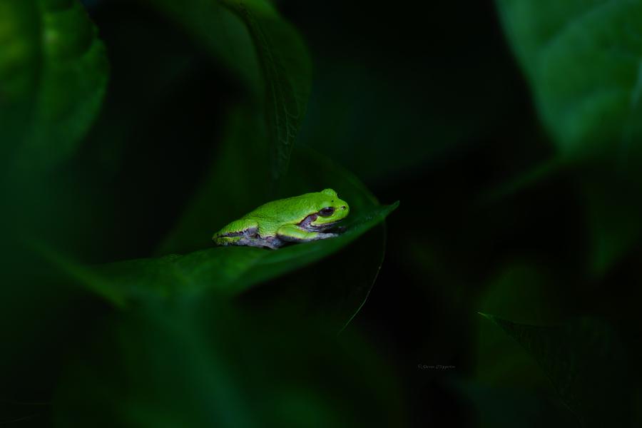 Frog 4 Photograph by Steven Clipperton