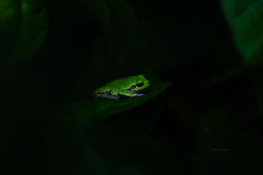 Frog 5 Photograph by Steven Clipperton