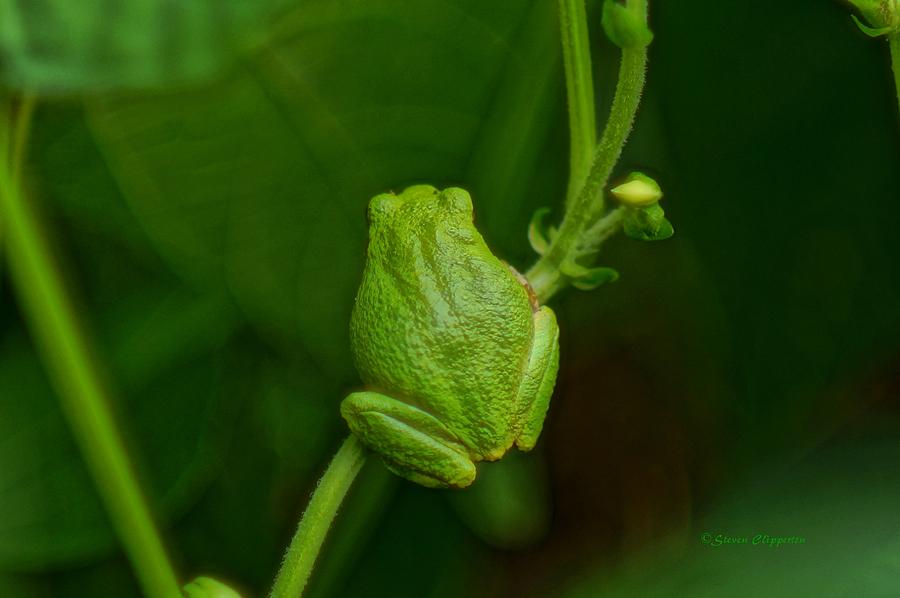 Frog 6 Photograph by Steven Clipperton