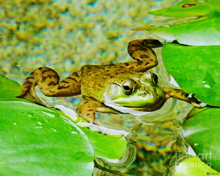 Frog  Abby Aldrich Rockefeller Garden Photograph by Lizi Beard-Ward
