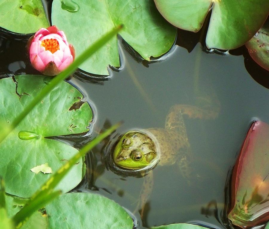 Frog Among The Lily Pads Photograph by Joy Nichols