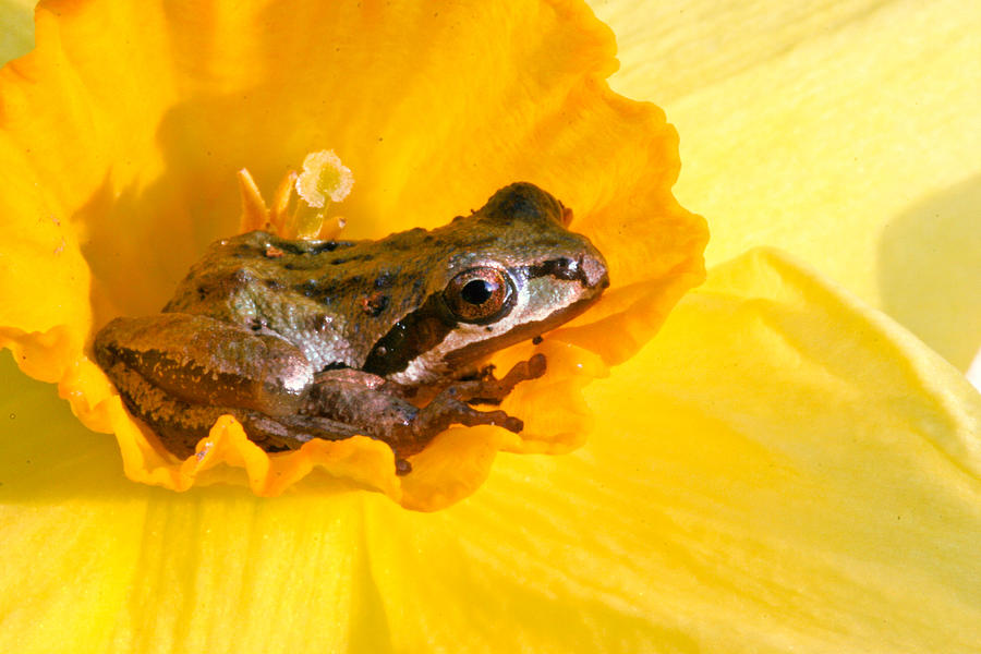 Frog and daffodil Photograph by Jean Noren