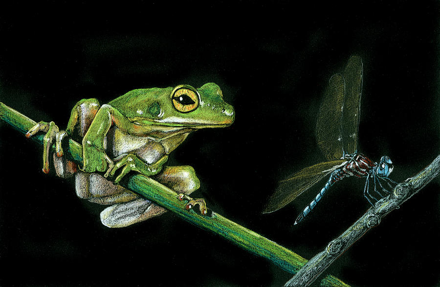 Frog and Dragonfly Drawing by William Underwood