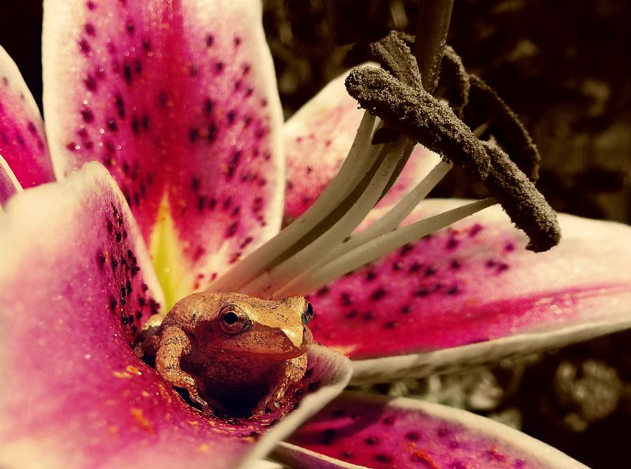 Frog Photograph - Frog and Flower by Sarah Pemberton