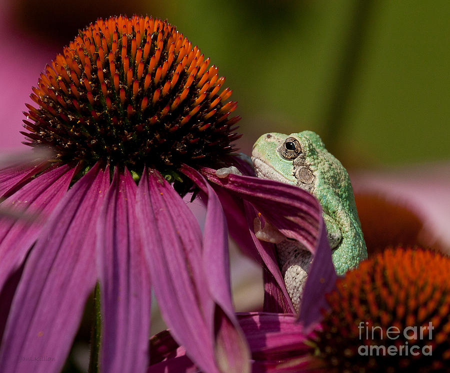 Frog and his Cone Photograph by Jan Killian