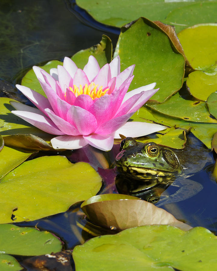 Frog and Lily Photograph by Joseph Erbacher - Fine Art America