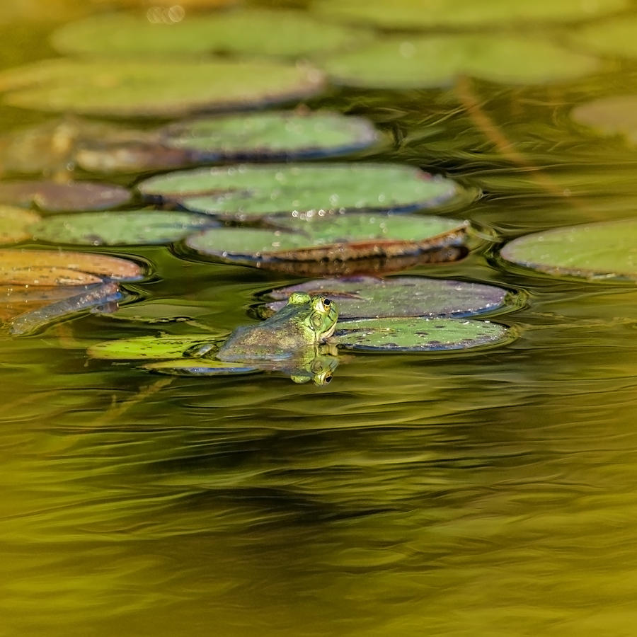 Frog and Lily Pad Photograph by Cathy Kovarik