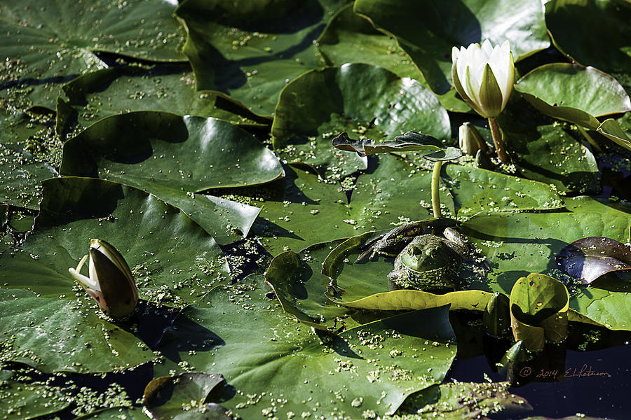 Frog And Lily Pad Photograph by Ed Peterson