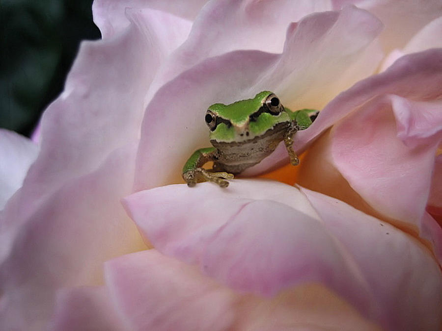Frog and Rose photo 1 Photograph by Cheryl Hoyle