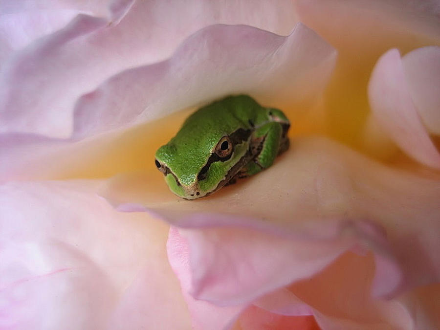 Frog and Rose photo 2 Photograph by Cheryl Hoyle