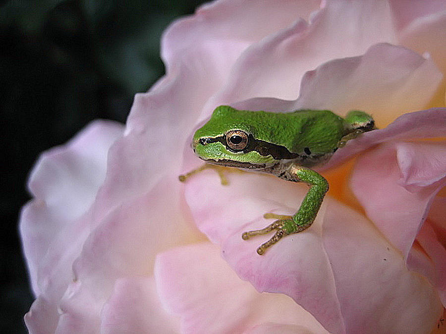 Frog and Rose photo 3 Photograph by Cheryl Hoyle