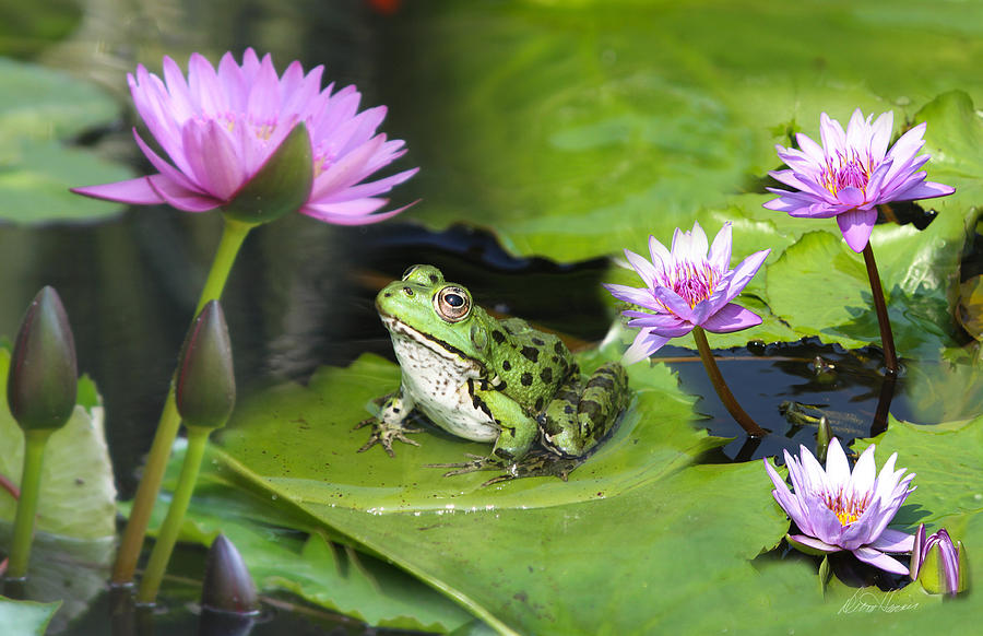 Nature Photograph - Frog and Water Lilies by Diana Haronis