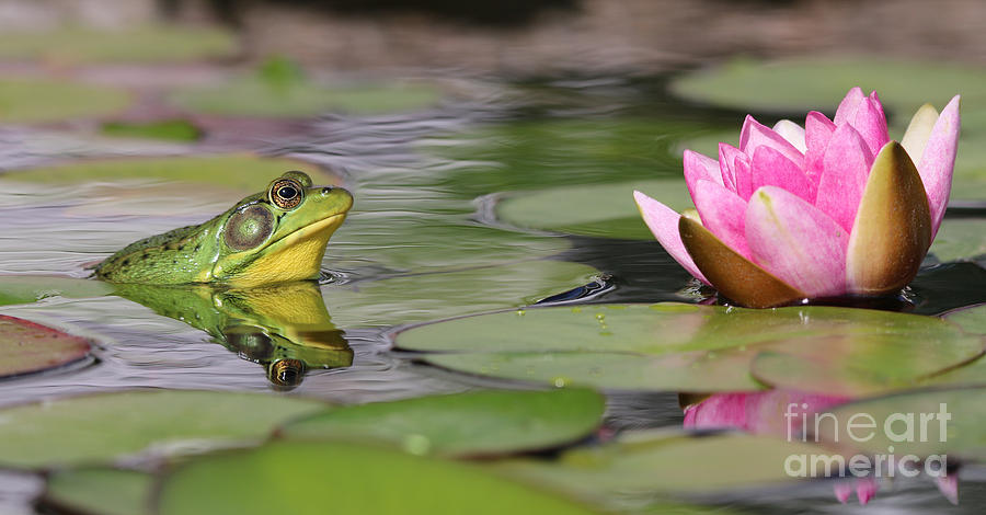 Frog and Water Lily 9123 Photograph by Jack Schultz
