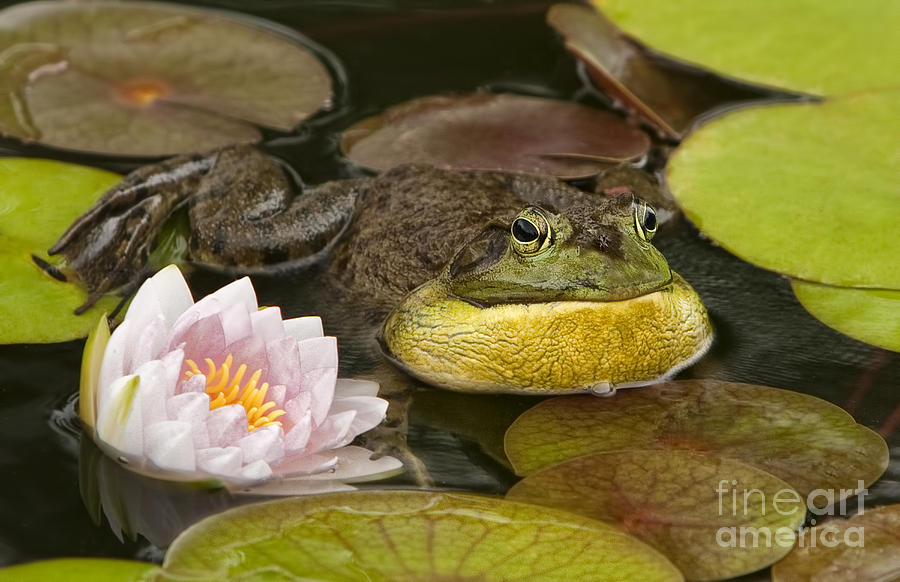 Croaking Frog and Water Lily Photograph by Linda D Lester