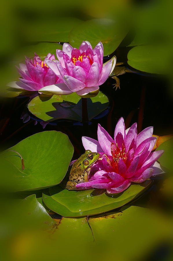 Frog and Water Lily Photograph by Randy Pollard