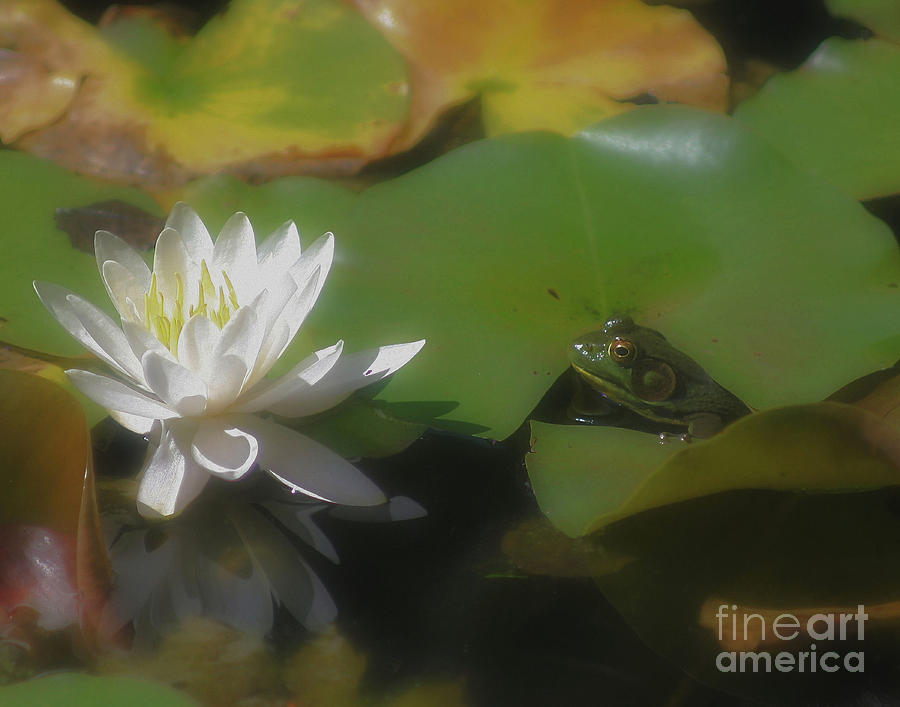 Frog And Water Lily Photograph by Smilin Eyes Treasures