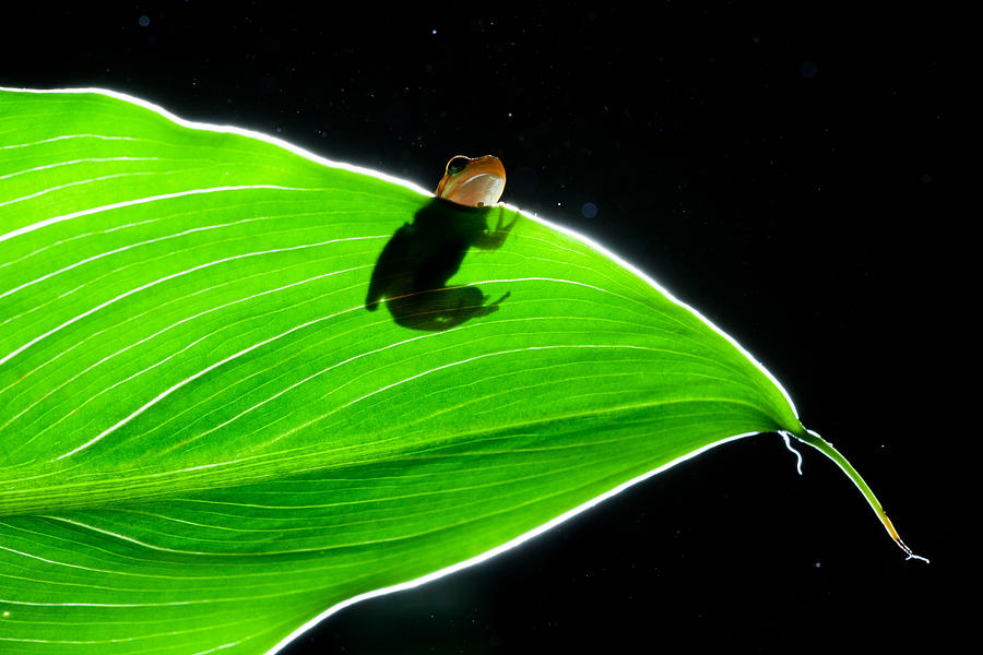 Frog Photograph - Frog by Angel Sosa