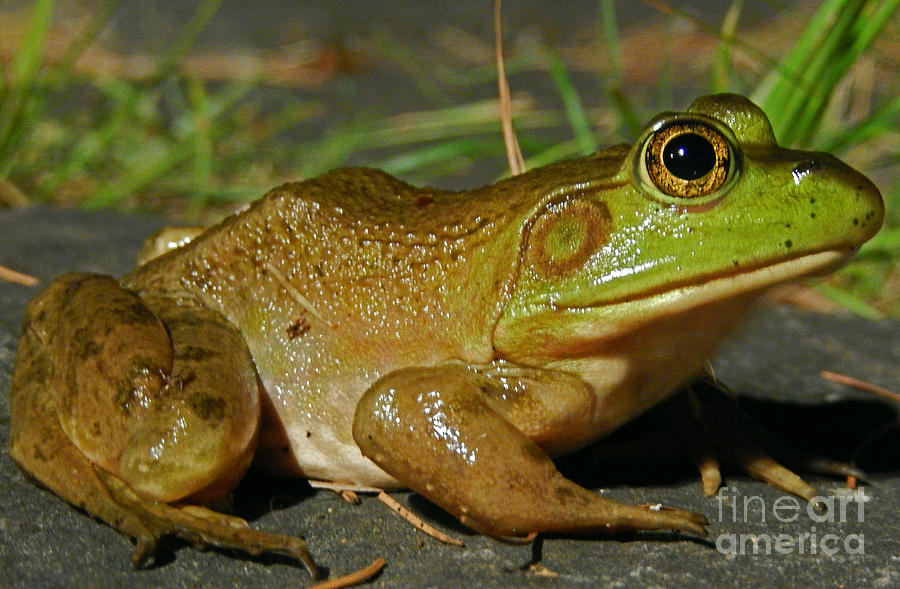 Frog At Night Photograph