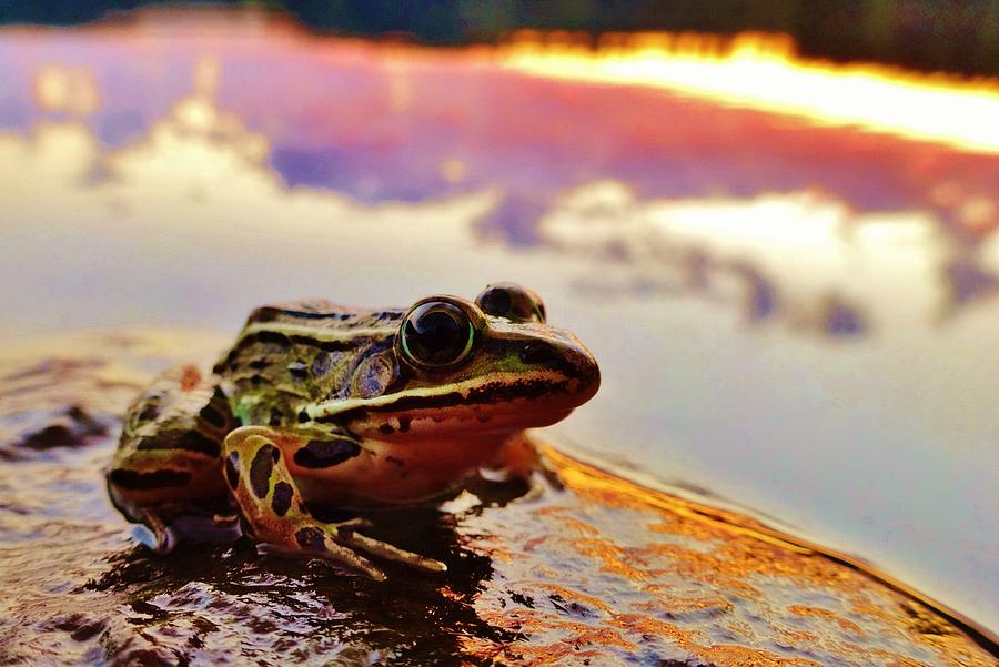 Frog Photograph - Frog at Sunset 2 by Sarah Pemberton