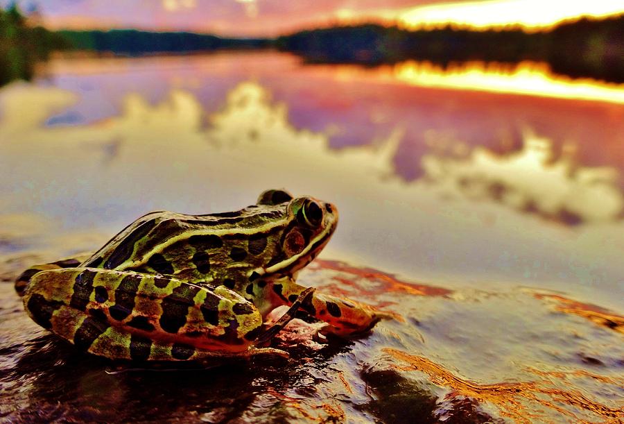 Frog Photograph - Frog at Sunset by Sarah Pemberton