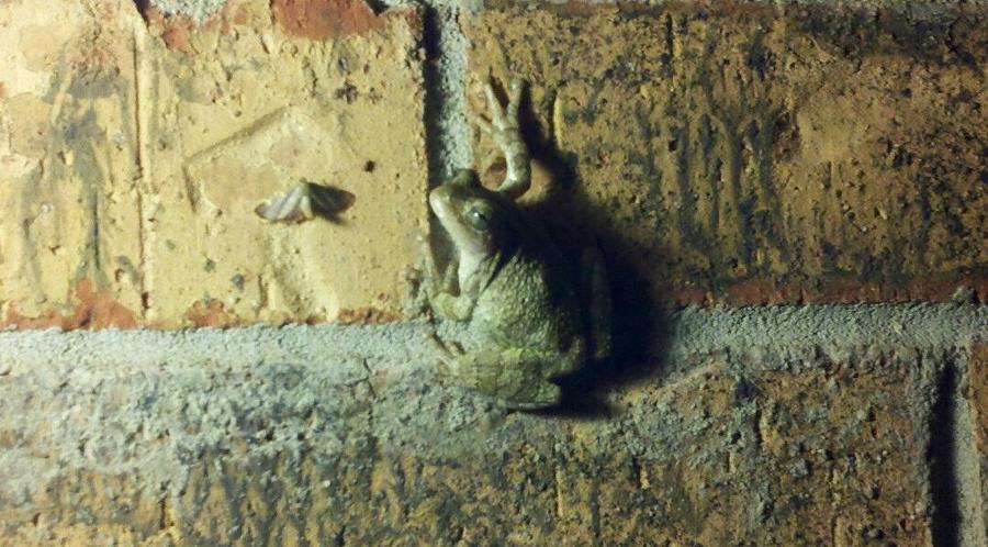 Frog Attack Photograph by Jackie Austin - Fine Art America