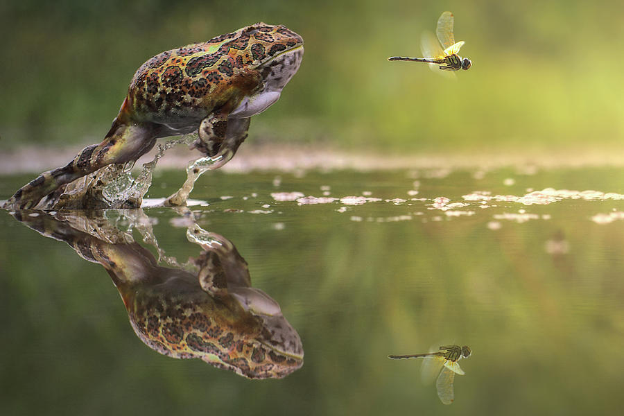 Frog Chasing Damselfly, Indonesia Photograph by Shikheigoh