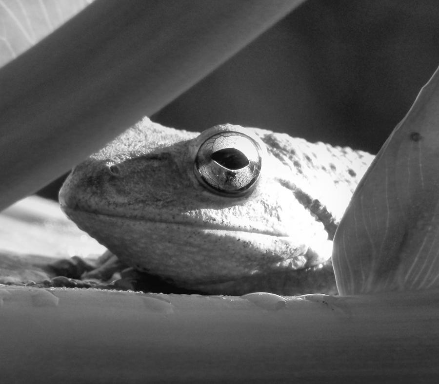 Frog Chillin Photograph by Belinda Lee