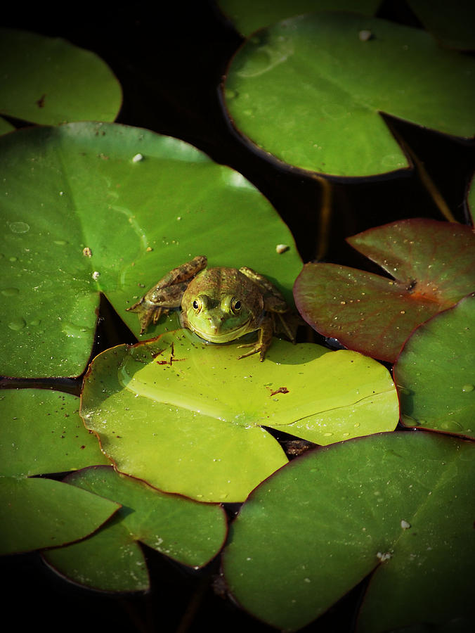 Frog Days Photograph by Holly Blunkall