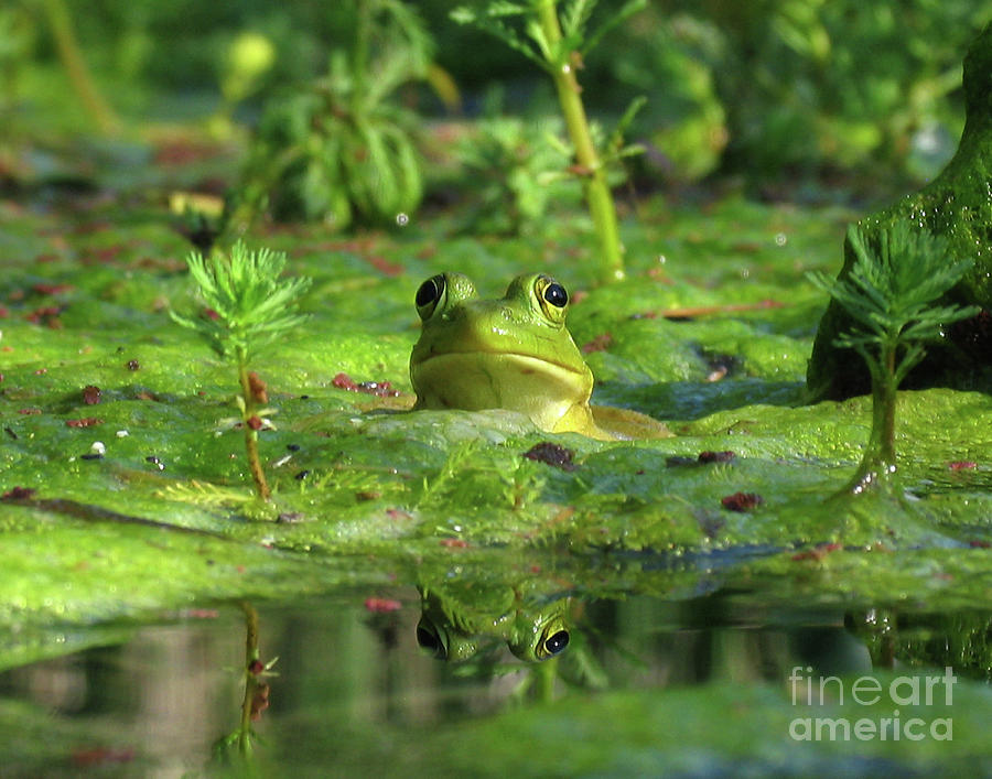 Frog Photograph by Douglas Stucky